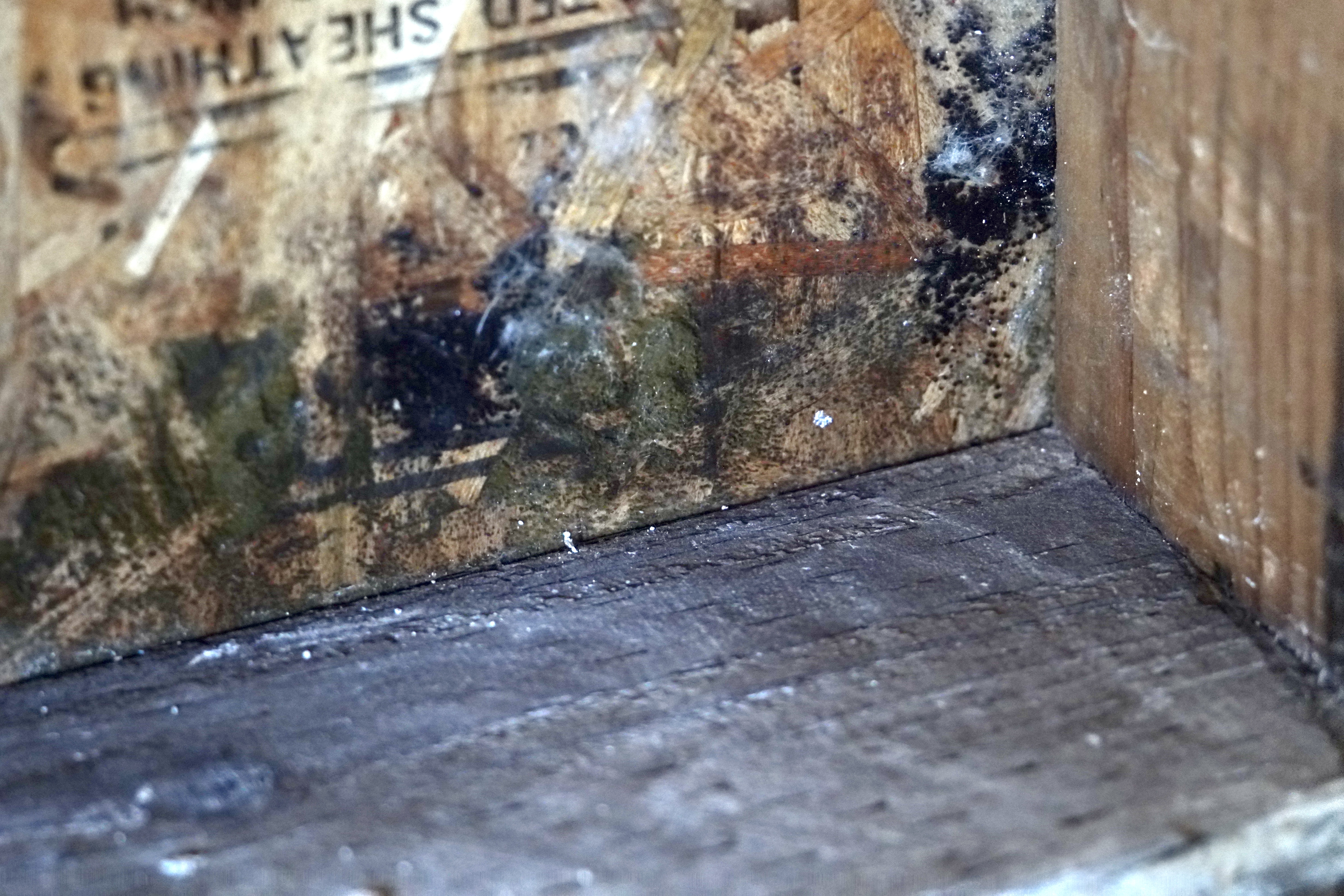 Professional Mold Mitigation & Remediation service in Paso Robles